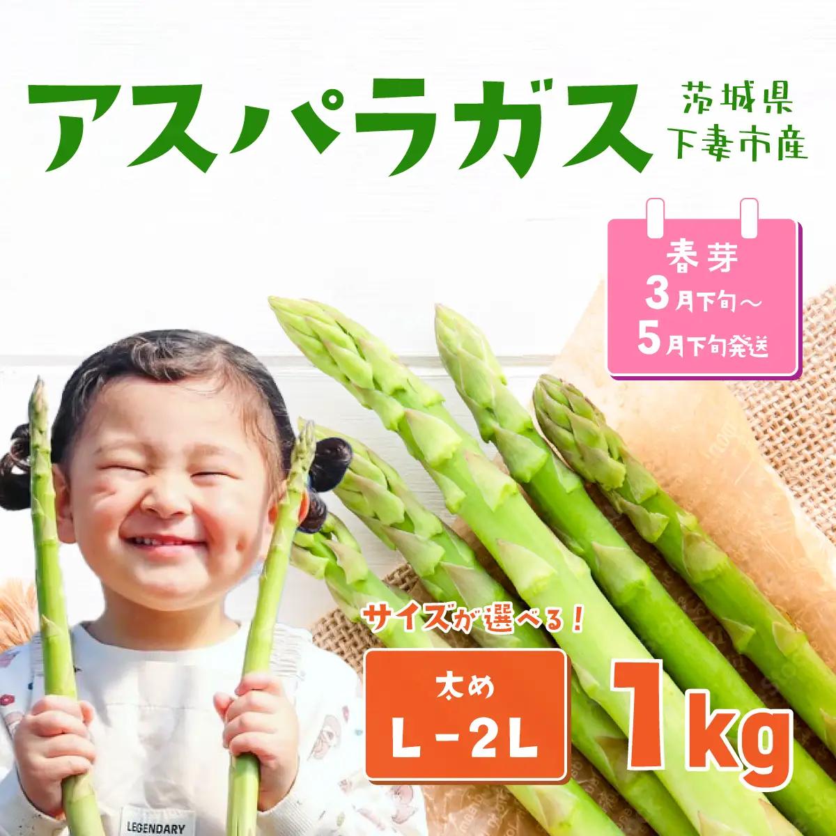 アスパラガス 1kg L～2Lサイズ 朝採り アスパラガス 春芽【先行受付】【26年3月下旬～5月発送】