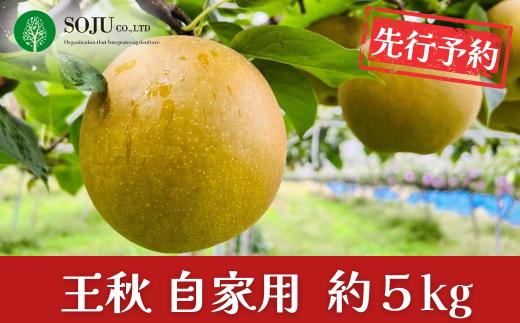 先行予約 和梨 王秋 自家用 約5kg 令和8年度 新潟県 三条市産 [三条果樹専門家集団]  【010S261】