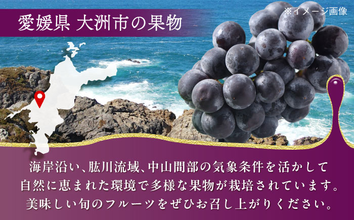 【先行予約】【9月上旬より順次発送】種無しピオーネ2kg（3〜5房）　愛媛県大洲市/沢井青果有限会社 [AGBN014]ぶどう 葡萄 フルーツ 巨峰 タルト 手作りケーキ  ブドウ フルーツサンド 果