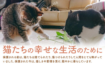【返礼品なし】保護猫支援寄附 100,000円 一般社団法人オープンセサミアライブ 熊本県 南阿蘇村 保護猫 支援 猫 ネコ ねこ 生活支援 動物愛護 保護 返礼品なし 寄附 牧場 オープンセサミ ア