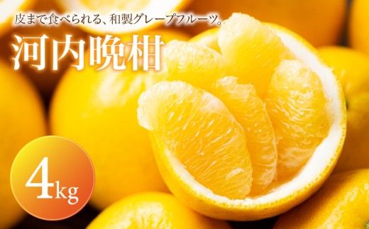 【選ぶならこれ】 和製グレープフルーツ 【河内晩柑】 4kg 愛媛県産 【2027年4月上旬頃から順次発送】 | みかん ミカン mikan 蜜柑 訳ありフルーツ 柑橘 果物 おすすめ お勧め お取り寄せ ギフト 愛媛県 松山市