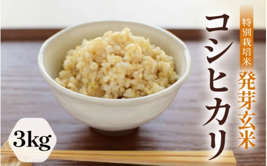 【令和7年産】発芽玄米 特別栽培米 コシヒカリ 3kg 【米 玄米 こしひかり ギャバ GABA 特別栽培 食物繊維 栄養 真空パック ごはん ご飯 おいしい ふるさと納税米】 [A-2986]
