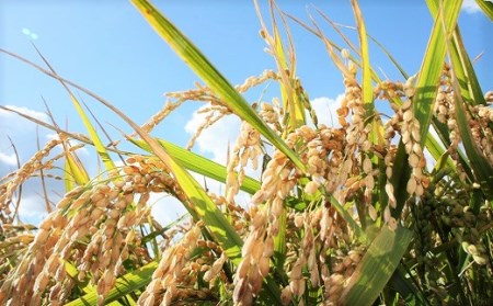 【無洗米12ヶ月定期便】特別栽培米ゆきひかり2kg×3袋