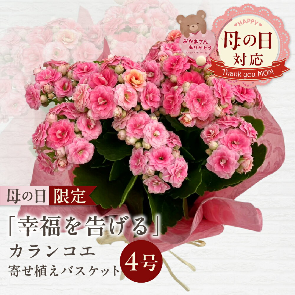 【ふるさと納税】[5月7日～10日にお届け]＜母の日限定＞カランコエ 寄せ植え バスケット サプライズ 籠 かご 花 プレゼント フラワー ギフト 贈答 幸福 花屋ピンク レッド 赤 4号 麻 バラ咲き インテリア 新鮮 [mt2184]
