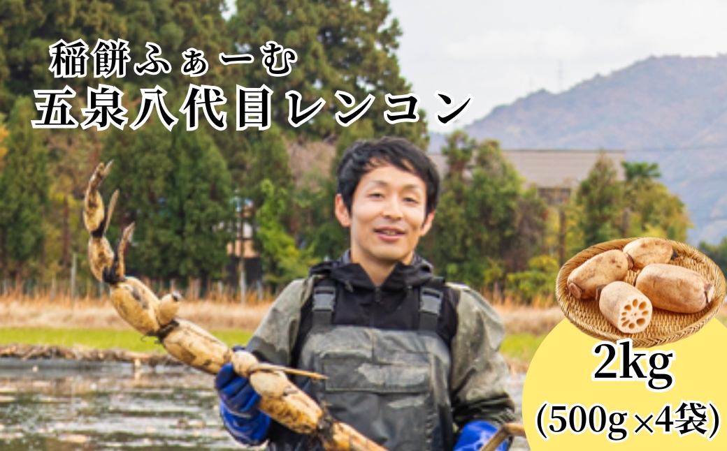 【先行予約品】五泉八代目レンコン 2kg(500g×4袋) | れんこん 蓮根 野菜 根菜 産地直送 国産 新潟県 五泉市 稲餅ふぁーむ