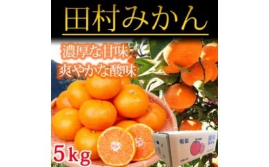 【先行予約】高級ブランド田村みかん ５kg◇ ｜ 蜜柑 柑橘 果物 フルーツ 糖度 甘い 濃厚 コク ジューシー 先行予約 国産 産地直送 人気 美浜町