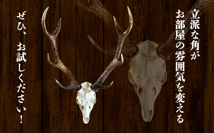 ニホンジカ頭骨付き角　壁掛け(中)　【配送不可地域あり】※離島不可 《30日以内に出荷予定(土日祝除く)》  ---sanagouchi_uen_1_1k---