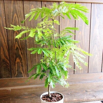 【ふるさと納税】観葉植物 エバーフレッシュ7号サイズ1鉢【1764537】