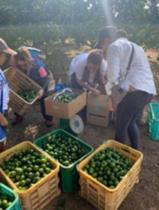 神奈川SDG's　青ミカンROCKビタースカッシュ6本＆ハチミツスクイーズ2個　【逗子市・平塚市　共通返礼品】