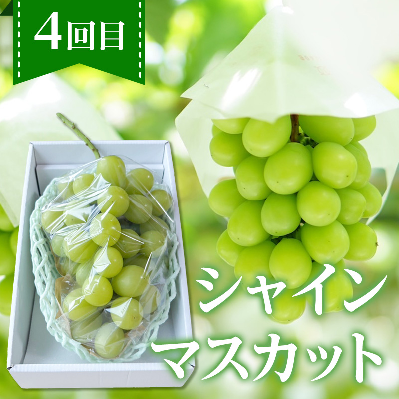 【定期便4回】ノノハナフルーツ 笑顔花咲く 食べ切り定期便  FY26-232