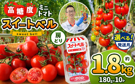 【4月発送】 高糖度 ミニトマト スイートベル （ 房どり ） 180g × 10P | 野菜 トマト ミニトマト プチトマト トマト 高糖度 トマト とまと 小分け 千葉 君津 きみつ