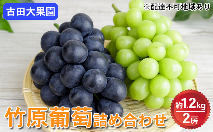 
            シャインマスカット 旬のぶどう 竹原葡萄 詰め合わせ 約1.2kg（2房） 古田大果園 フルーツ 果物 広島県産　【 減農薬 食感 食べ比べ ピオーネ 安芸クイーン 瀬戸ジャイアンツ 】　※2025年9月上旬～9月下旬頃に順次発送予定
          