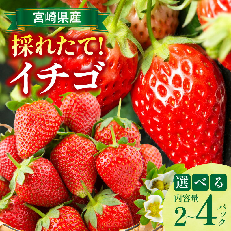 【ふるさと納税】【選べる内容量】《2026年発送》【数量・期間限定】宮崎県産イチゴ 500g〜1kg 果物 フルーツ 果実 果肉 青果物 農産物 デザート スイーツ ご褒美 おすすめ グルメ お取り寄せ 旬 季節 季節の果物 贈答 贈り物 ギフト 宮崎県 宮崎市 送料無料