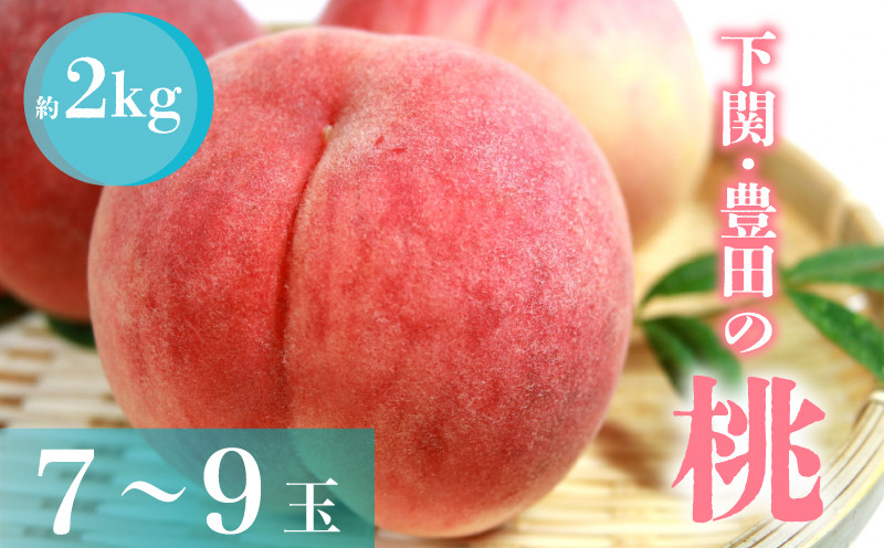 
                  【 数量限定 】 旬 の 桃 約 2kg 7～9玉  L~3L フルーツ もも くだもの 贈答用 果物 数量限定 期間 限定 贈答 ちよひめ 日川白鳳 あかつき 八幡白鳳 赤宝 なつき 秀品 下関 山口 【 期間限定 】
                