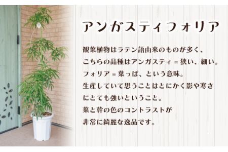 【プロが選ぶ観葉植物オリジナル曲りシリーズ】アンガスティフォリア 10号
