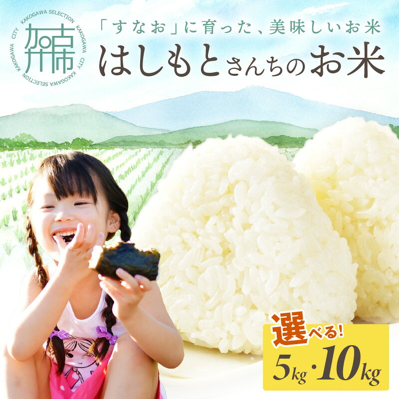 【ふるさと納税】【令和7年産 2025年11月より順次発送】はしもとさんちのお米《 米 選べる 5kg 10kg ひのひかり 白米 国産 送料無料 》