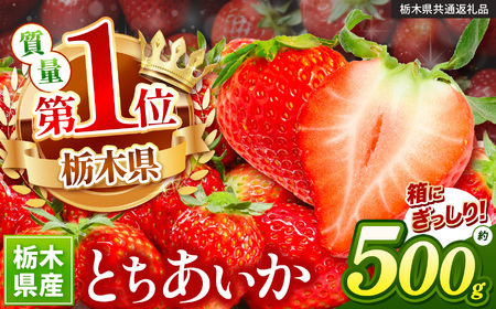 苺 ぎっしりとちあいか 500g 【先行予約】 | 栃木県 下野市