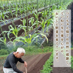 焼き芋 【2027年1月中旬頃より順次発送】さつまいも 紅はるか tsuguchan009