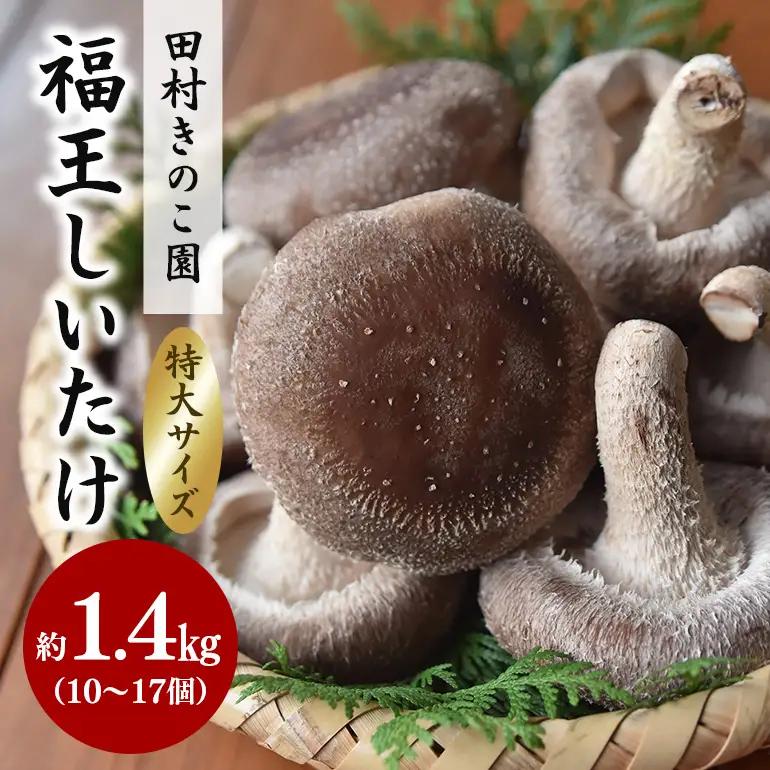 【先行販売/2026年10月末以降発送】 福王しいたけ 特大サイズ 約1.4kg IA-008