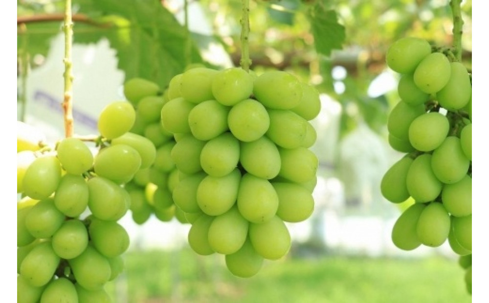 【2024年8月以降順次発送】福岡市産シャインマスカット【北海道・沖縄・離島配送不可】