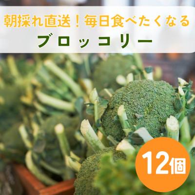 ふるさと納税 江別市 ブロッコリーの産地!　北海道江別より　ブロッコリー12個|Ambitious Farm|