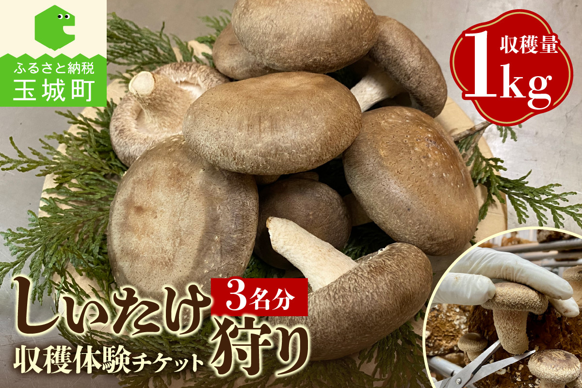 
            きのこ狩り　(収穫体験チケット3名分)収穫量1kg
          