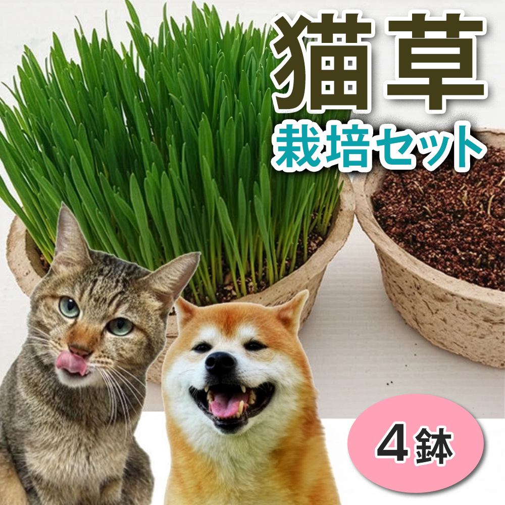 猫草 栽培セット 4鉢｜猫草 4鉢栽培セット 猫草 栽培セット 猫草 種 土 セット 猫草 室内栽培 初心者 [1194]