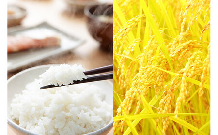 無洗米 吟精 新潟産コシヒカリ５kg 令和6年産 精米