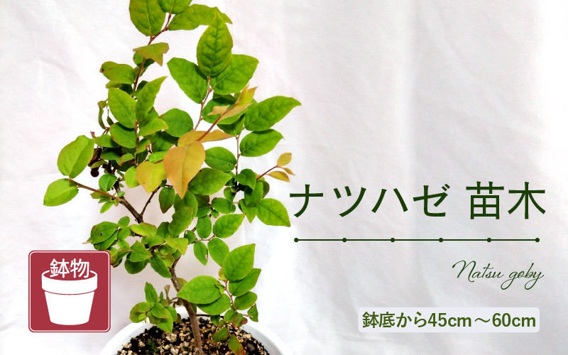 
                  ナツハゼ苗木（鉢物）【ナツハゼ なつはぜ お花 花 はな フラワー 花 苗 植物 家庭菜園 花壇 プランター ガーデニング観葉植物 園芸 鉢物 】 [m47-a008]
                