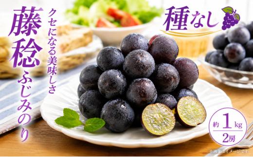 ぶどう 藤稔 ふじみのり 種なし 計約1kg 2房 フルーツ グレープ デザート 超大粒 あま～い 甘い ジューシー ほどよい 酸味 バランス 果汁 たっぷり 世界最大級  コク 風味  深み 果肉 柔らか みずみずしい スイーツ フローズン 究極のぶどう こんなぶどう食べたことない 宮城県 岩沼産
