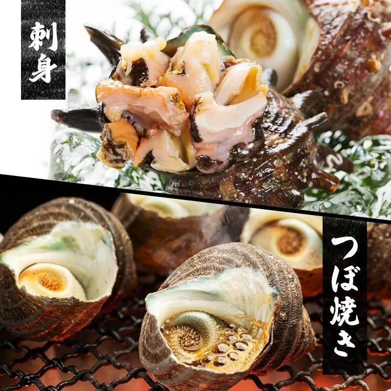 サザエ 活サザエ 5〜15個 活きたまま お届け 海鮮 サザエ
