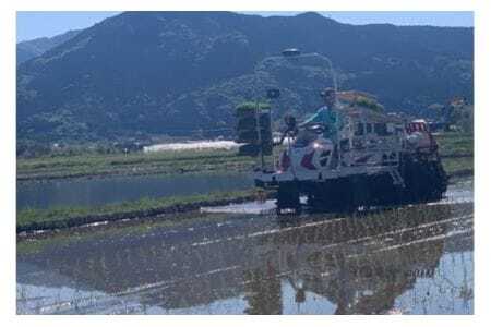 【令和7年産】獅子米 ミルキークイーン 精米 10kg 岡田ファーム お米 白米 米 おこめ ブランド米 ミルキー 10キロ 国産 単一原料米 コメ こめ ご飯 銘柄米 茨城県産 茨城 産直 産地直送