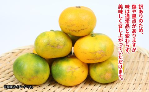 極早生みかん 日南1号 10kg 訳あり S~L サイズ ミックス 不揃い 玉津みかん ニュービジネスユニット 果物 フルーツ 柑橘 みかん 国産 愛媛 宇和島 B012-058008