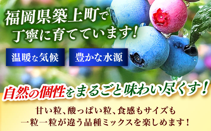 ブルーベリー 1kg 冷凍《築上町》【(有)工房よしかわ】国産 ブルーベリー [ABAK001]