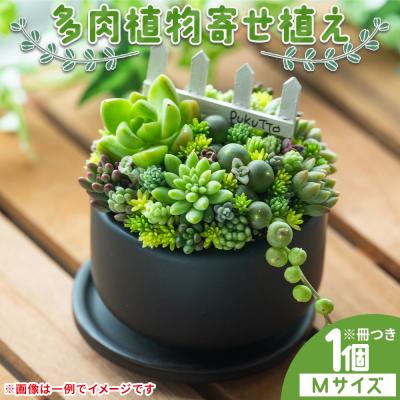 ふるさと納税 香南市 多肉植物 Mサイズ 多肉 寄せ植え 1個 pk-0005