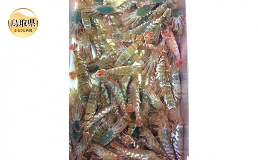 D24-106 【魚倉】モサエビ 生1kg（中～大サイズ）【期間限定】