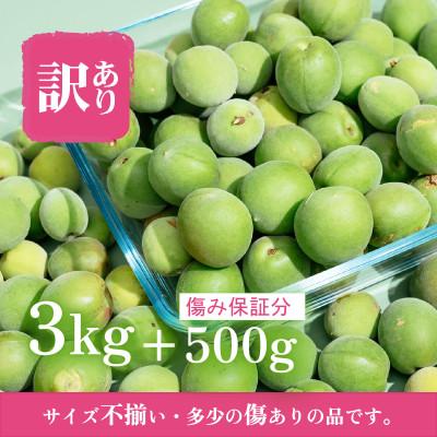 ふるさと納税 下妻市 【訳あり】下妻産 手摘み青梅3kg+傷み保証分500g サイズ不揃い・キズあり