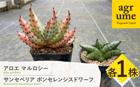 サンセベリア ボンセレンシスドワーフ ＆ アロエ マルロシー 各1株 sansevieria boncellensis dwarf ＆ Gymnocalycium mihanovichii長与町/アグリューム[EAI243]