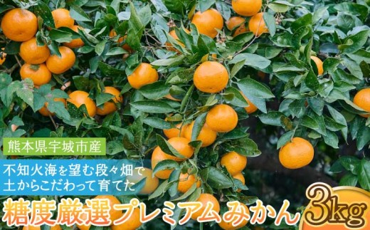  不知火海を望む段々畑で、土からこだわって育てた糖度厳選プレミアム みかん 約3kg【2026年10月上旬～2027年2月下旬発送予定】ミカン 柑橘 果物 くだもの フルーツ 極早生 早生 奥手 青切り 蜜柑 国産 旬 濃密 高糖度 サイズ混合 糖度 厳選 産地直送 お取り寄せ 熊本県 宇城市産 九州 送料無料 味采市場