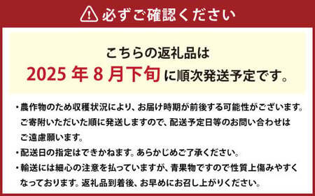 【ご家庭用】 岡山白桃 晩生 4～5玉 計約1.2kg 【2025年8月下旬発送予定】 ／ 白桃 桃 もも モモ