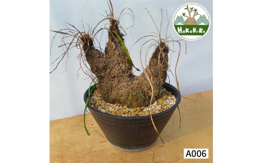 キセロフィタ トリコフィラ (発根管理済) A006｜観葉植物 コーデックス 盆栽 鉢植え インテリア ハコネコ [0687]