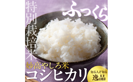【先行予約】 令和8年産 【12ヵ月定期便】 新潟県 妙高やしろ米 コシヒカリ60kg (5㎏×12回) 【11月中旬より発送】 定期便 お米 米 コメ 精米 新潟 妙高市 米どころ こめ ご飯 ごは