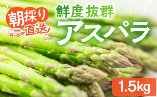 【2026年発送・先行受付】ひだっこアスパラ 1.5kg | アスパラ アスパラガス 飛騨産 野菜 春 夏野菜 産地直送 新鮮 食品 おいしい 人気 5000円 アスパラ あすぱら アスパラガス 産直 あすぱらがす アスパラ アスパラガス 採れたて 飛騨高山 ひだっこの里 CM004VC01