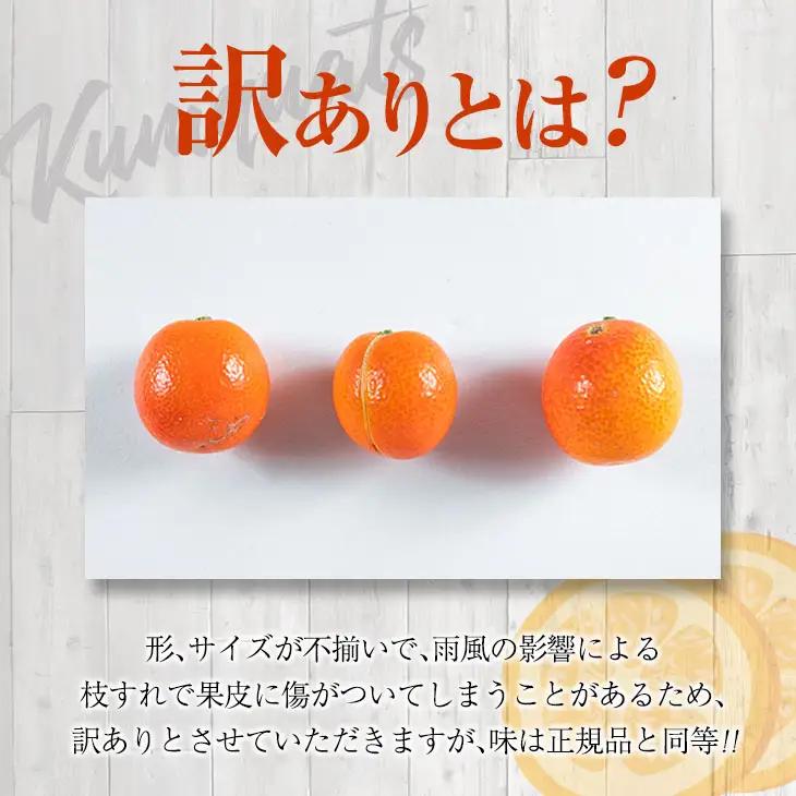 訳あり 先行予約 完熟 きんかん 紅央 計3kg以上 傷み補償分入り フルーツ 果物_BAV7-25