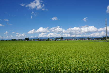 新米 米 令和7年産 もち米 ヒメノモチ 5kg 大石田町産 fa-mkhia5