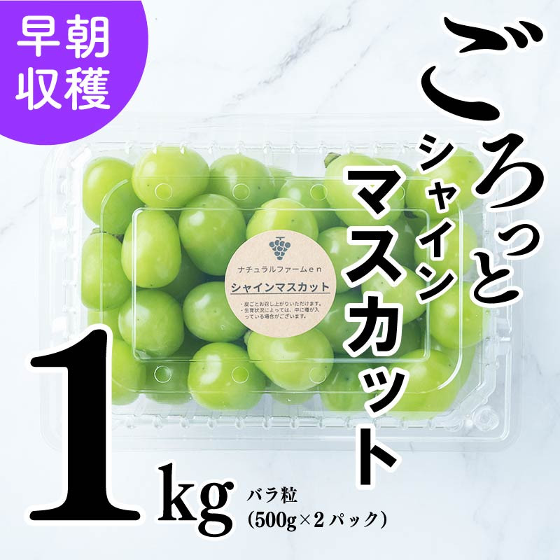 
                  【2026年8月中旬頃から順次発送】シャインマスカット 1kg バラ粒 500g 2パック 小分け 新着 人気 愛媛県産シャインマスカット まつやましさんしゃいんますかっと マスカット しゃいんますかっと 大粒 シャインマスカット 愛媛県 松山市 えひめけんさんしゃいんますかっと ブドウ 松山市産シャインマスカット 贈答 期間限定 先行予約 ※8/20頃～発送予定 ナチュラルファームｅｎ
                
