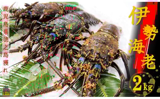 1499【地魚専門店 鮮魚 魚一さん直送】～徳之島獲れ！伊勢海老～（約2kg）　( 伊勢えび イセエビ 伊勢えび 伊勢エビ えび エビ 海老 鍋 ご馳走 海の幸 料理 焼き 人気 海産物 家族 正月 お祝い ）