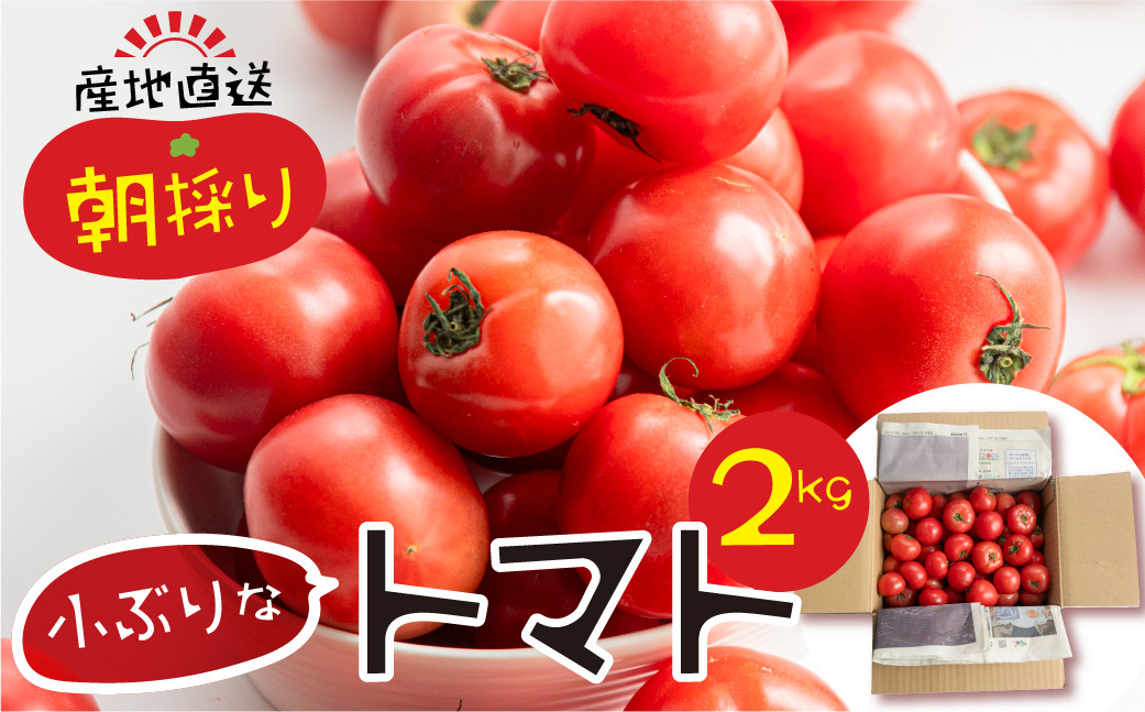 
            【先行受付】令和7年産 大容量 トマト 2kg 大玉トマト の 小ぶり サイズ おまかせ 不揃い 訳あり 訳アリ とまと 野菜 岐阜県産 本巣市 朝採り 産地直送 新鮮 期間 数量限定 常温 ポットファクトリー  産地直送 美味しい おすすめ 期間限定 数量限定 7000円  [mt485] 
          