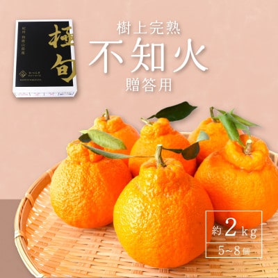 先行予約!【贈答用化粧箱入】不知火 樹上完熟 約2kg (5～8個入)【1616364】