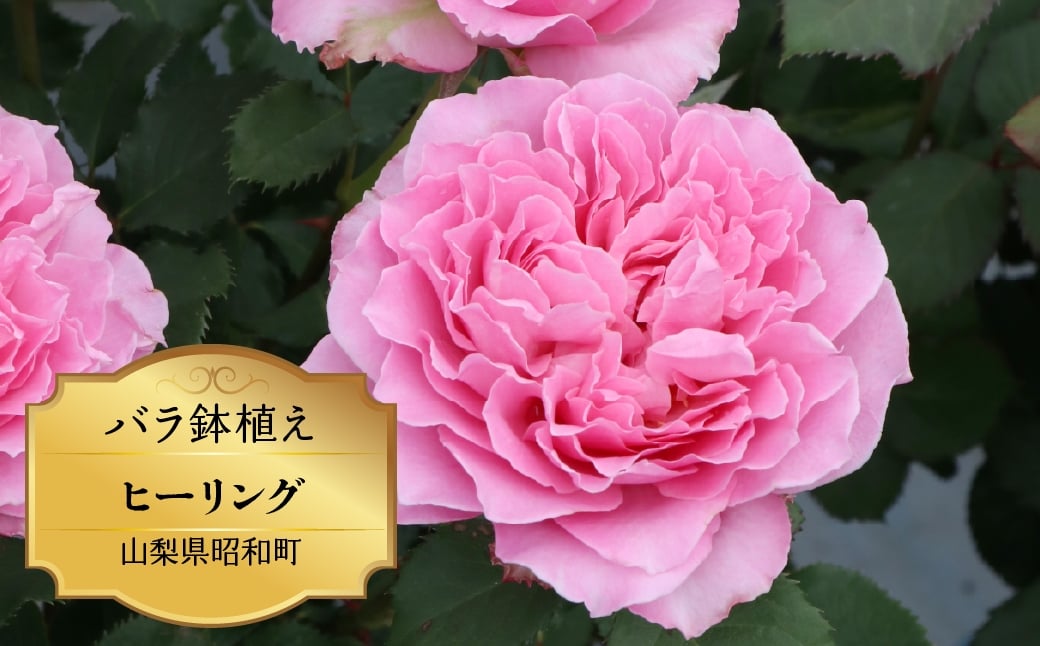 
                  バラ苗鉢植え「ヒーリング」 SWBD012
                